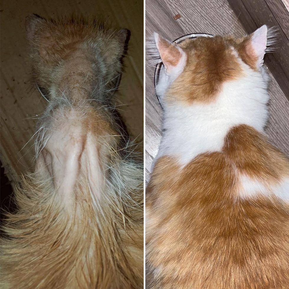 cat transformation