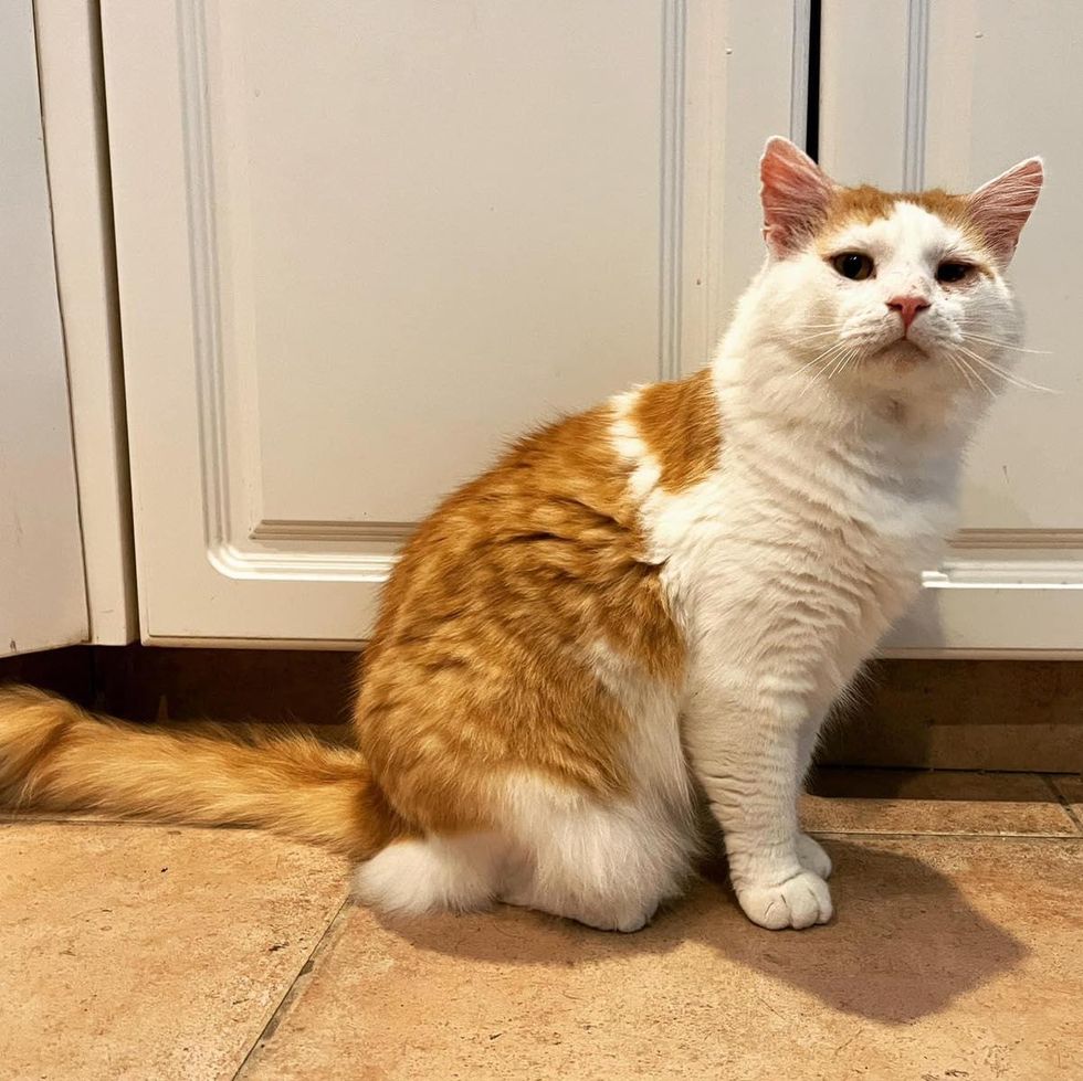 orange white cat sinbad