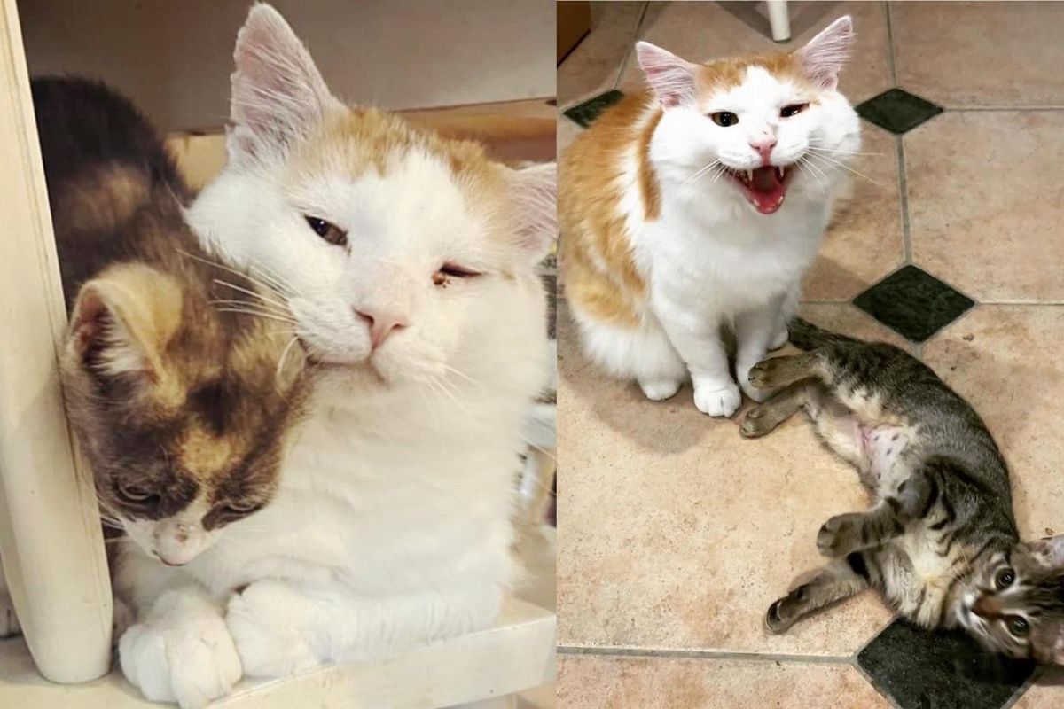 Cat Makes Incredible Transformation and Turns into a Kitten-sitter After Leaving the Tough Outdoors