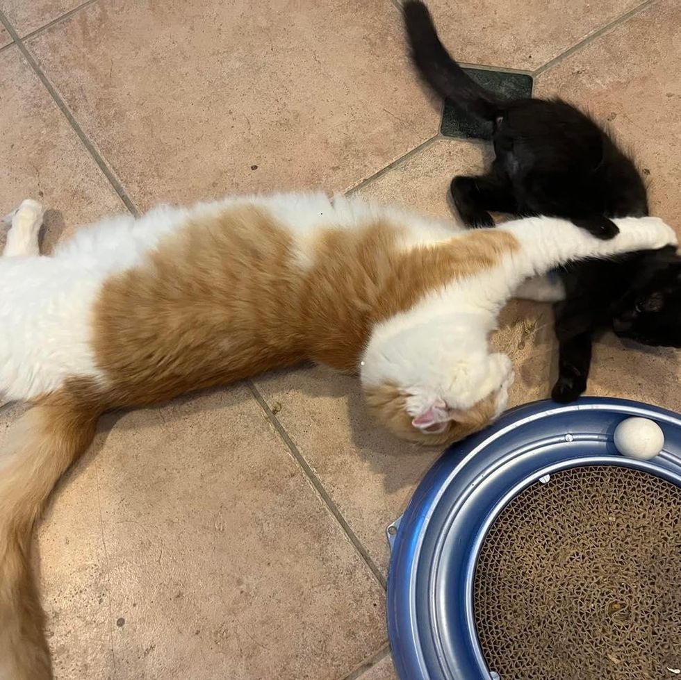 cat wrestles kitten