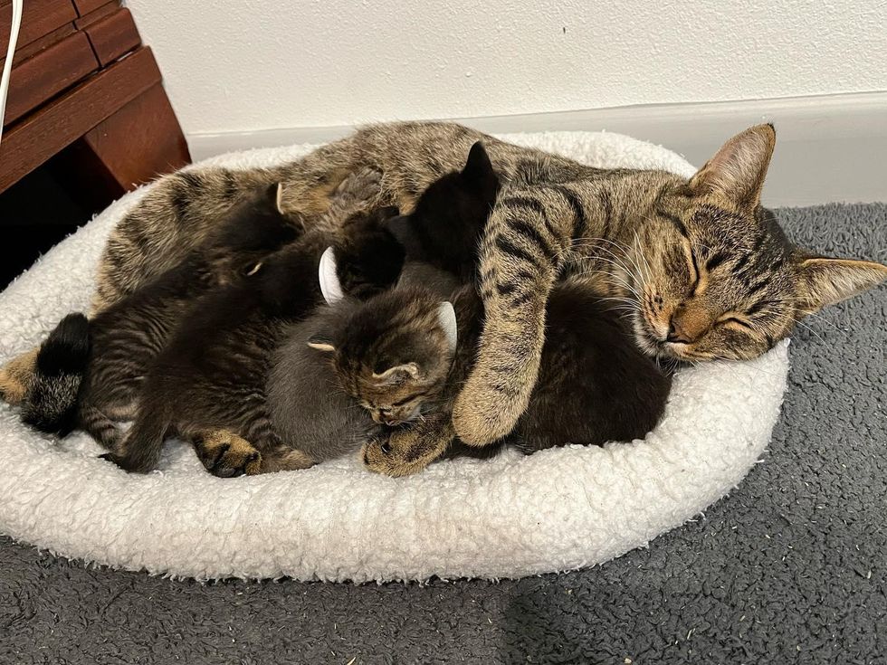 tabby cat nursing kittens