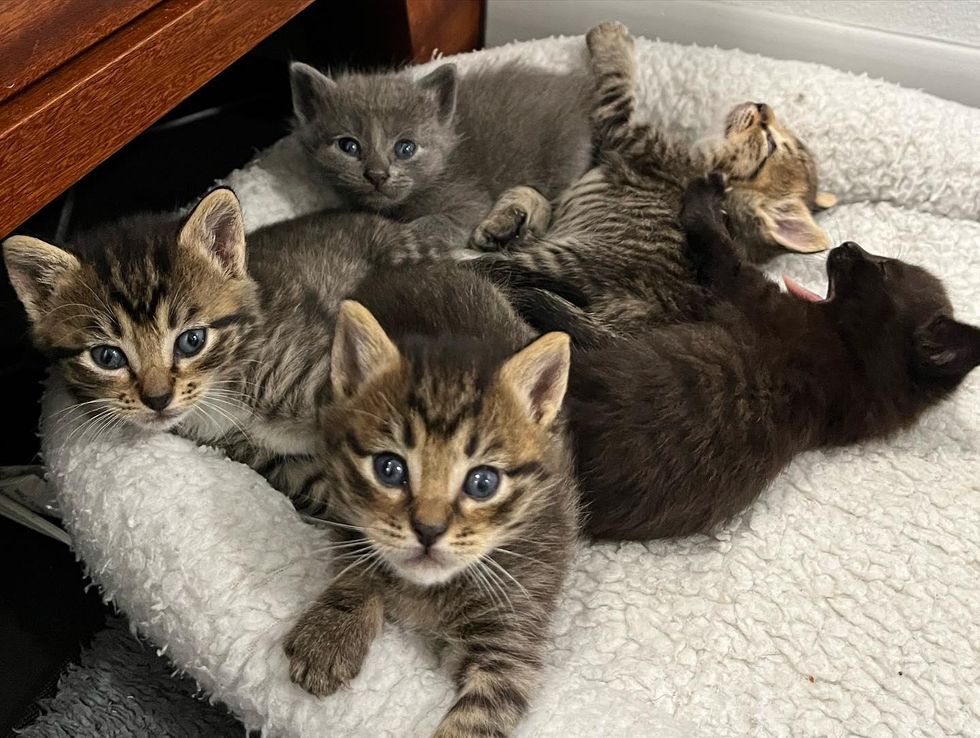 kittens cuddle puddle