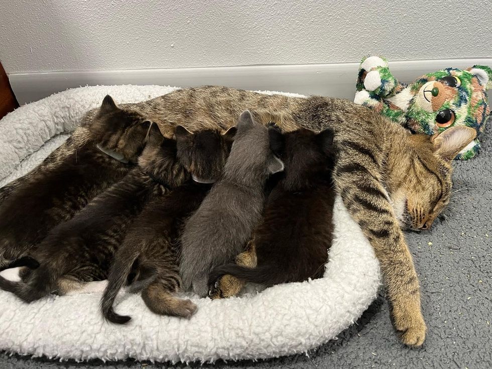 cat nursing kittens