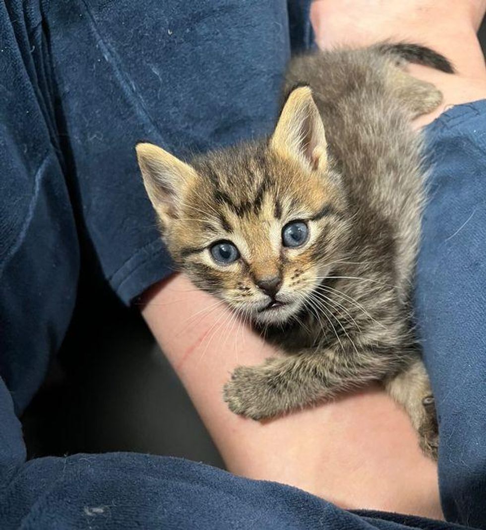 sweet lap kitten