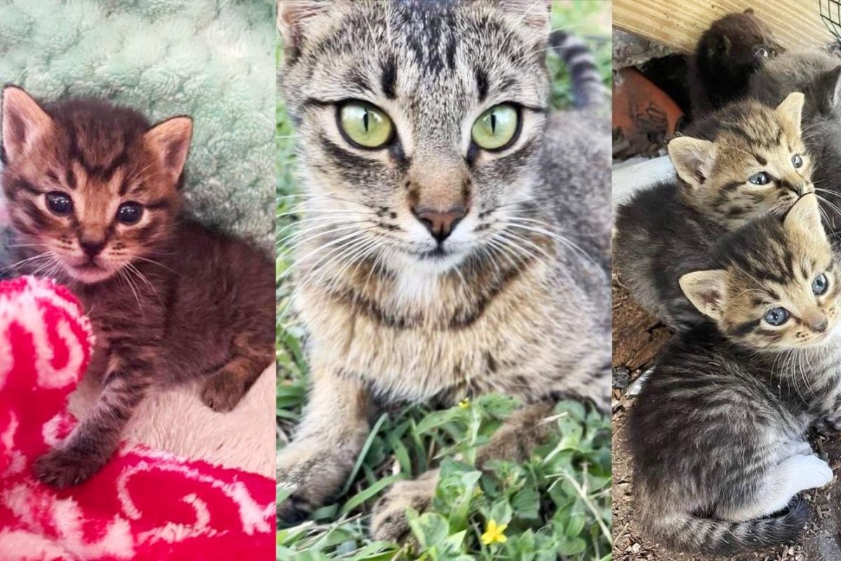 Homeowner Finds a Kitten Sitting in Her Front Yard, Later Discovers 4 More and a Cat Needing Her Help