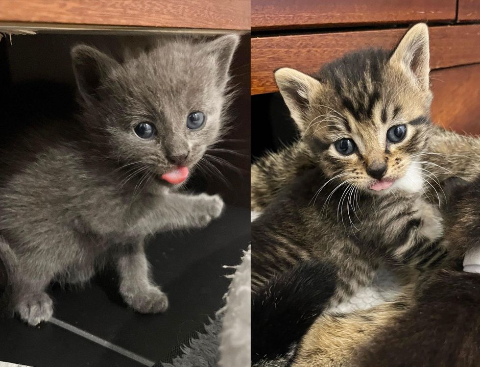 kittens blep tongue