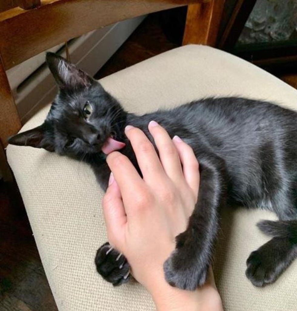 kitten hugs hand