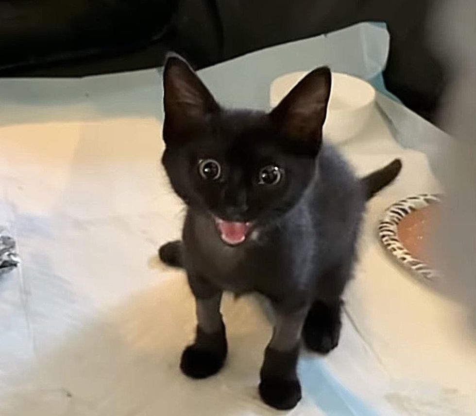 crying kitten