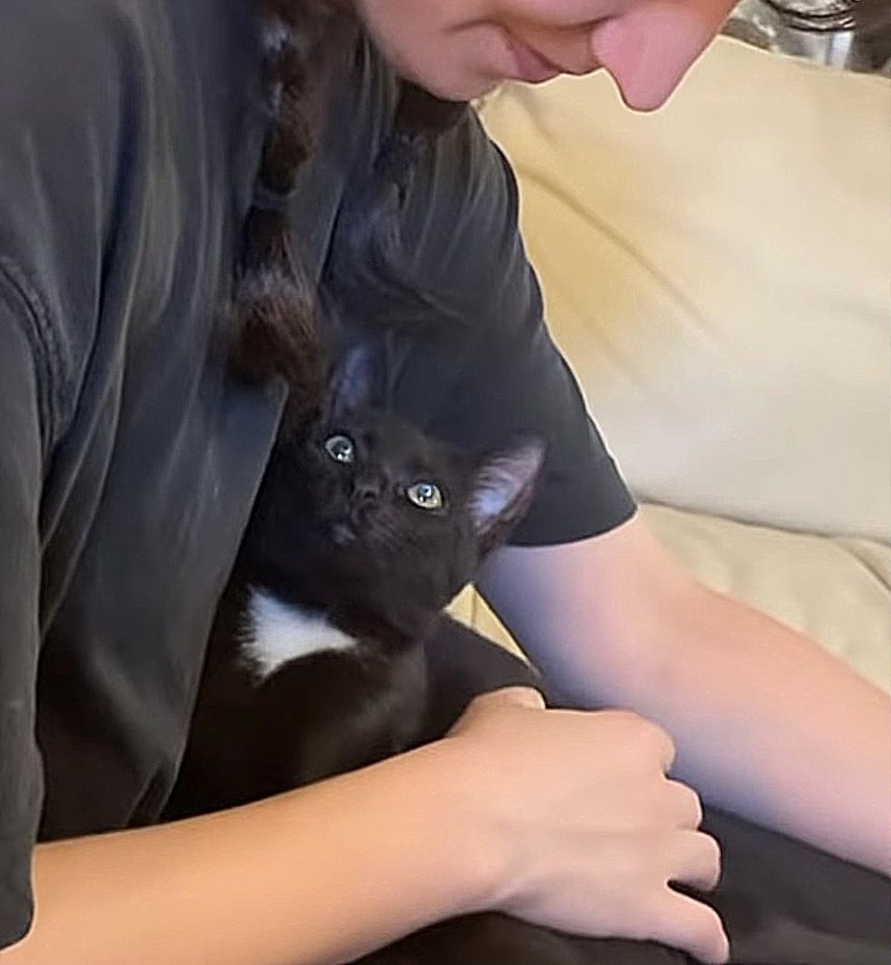kitten lap