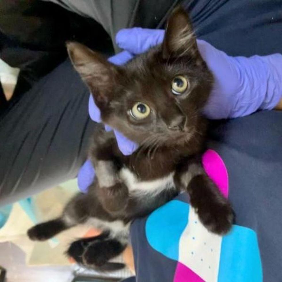 lap kitten petunia