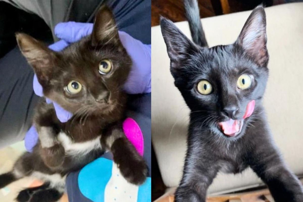 Petunia the Kitten Goes Around Giving Everyone Affection and 'Thanks' Them for Changing Her Life