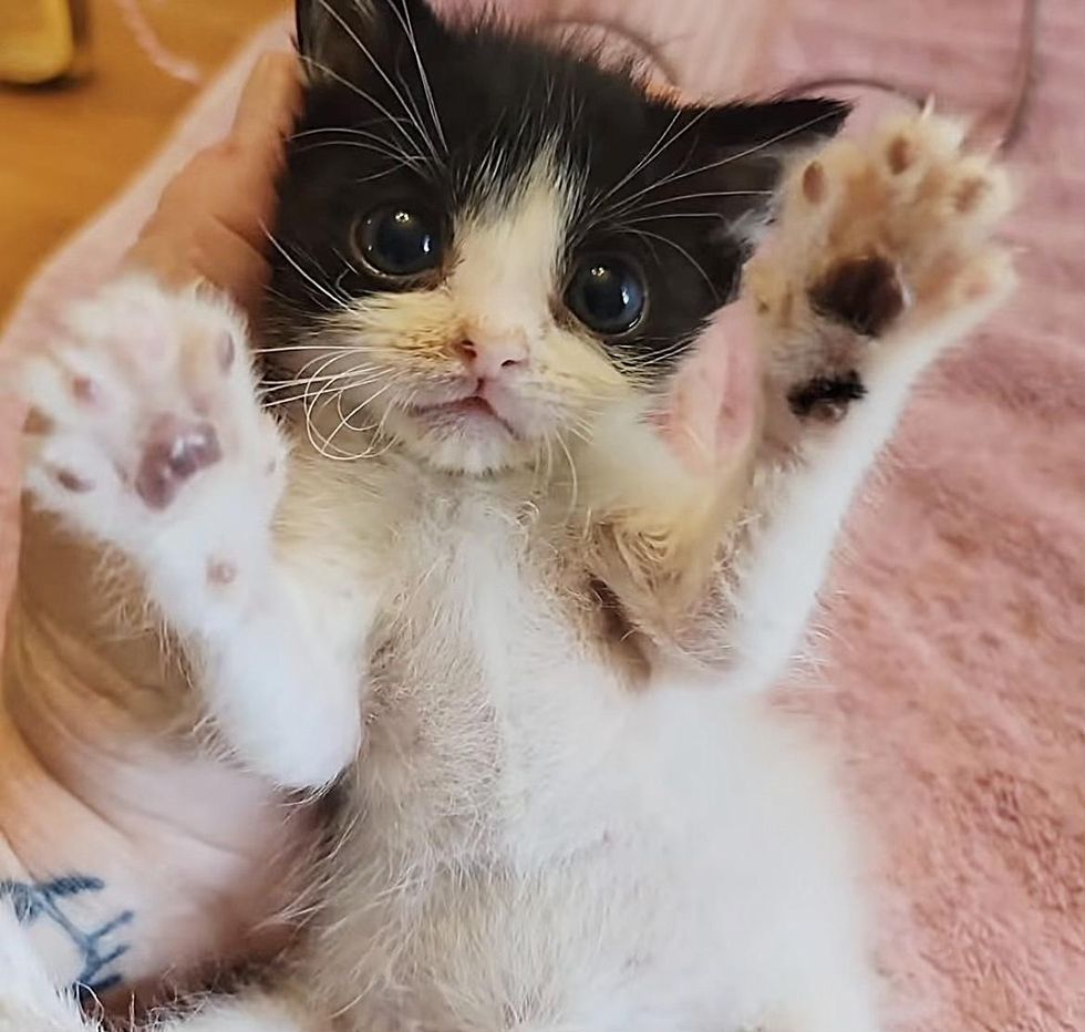 cute kitten paws karl