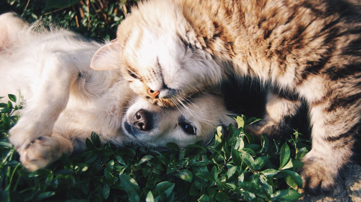 People Describe The Kindest Thing Their Pet Has Ever Done For Them