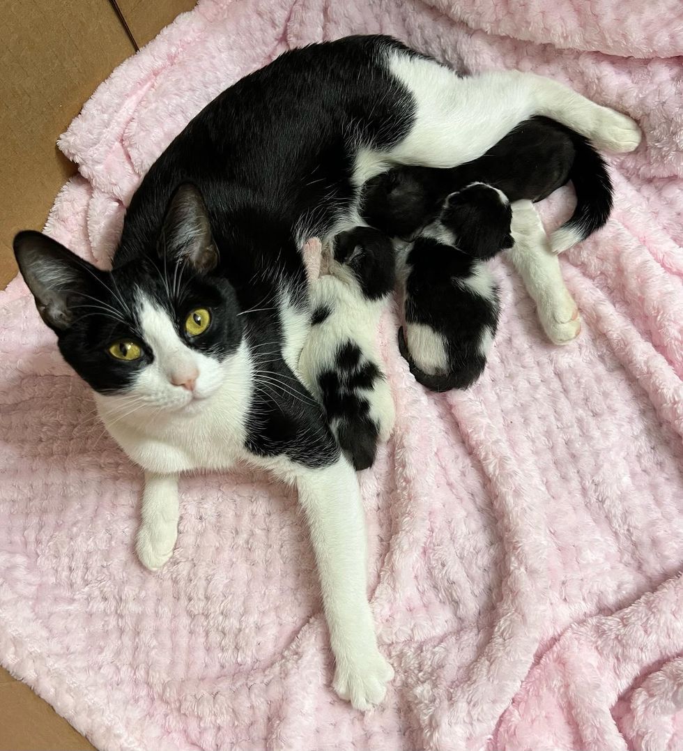 sweet cat cherry nursing kittens