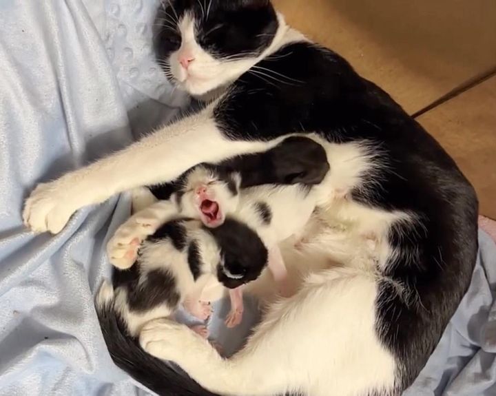 cherry cat mom kittens