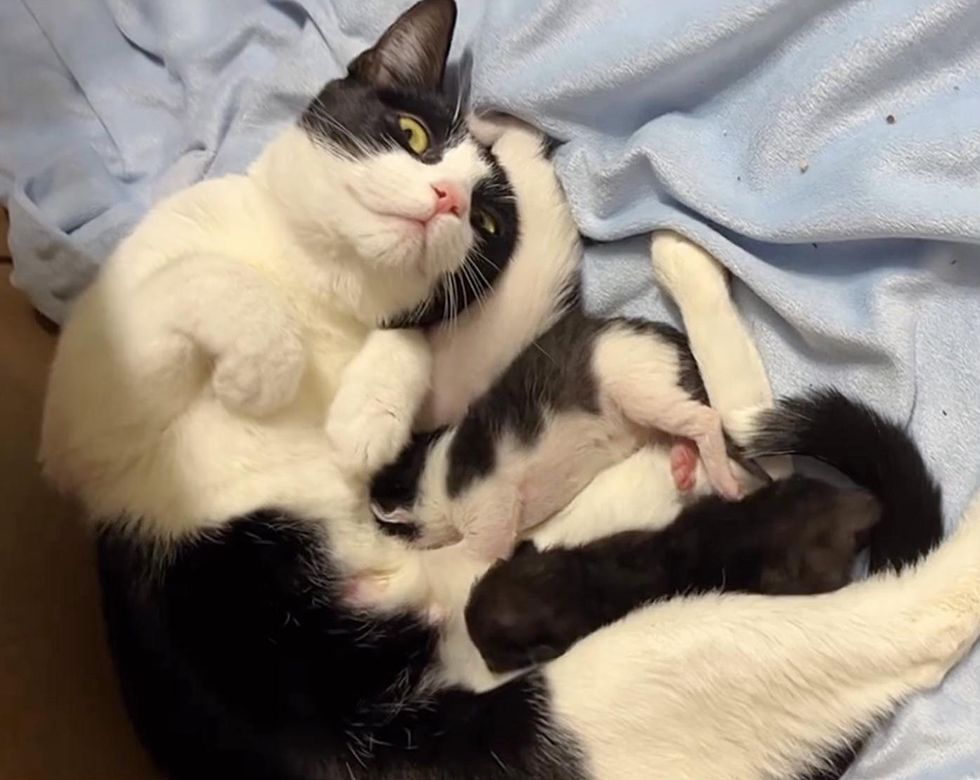 cat nursing kittens