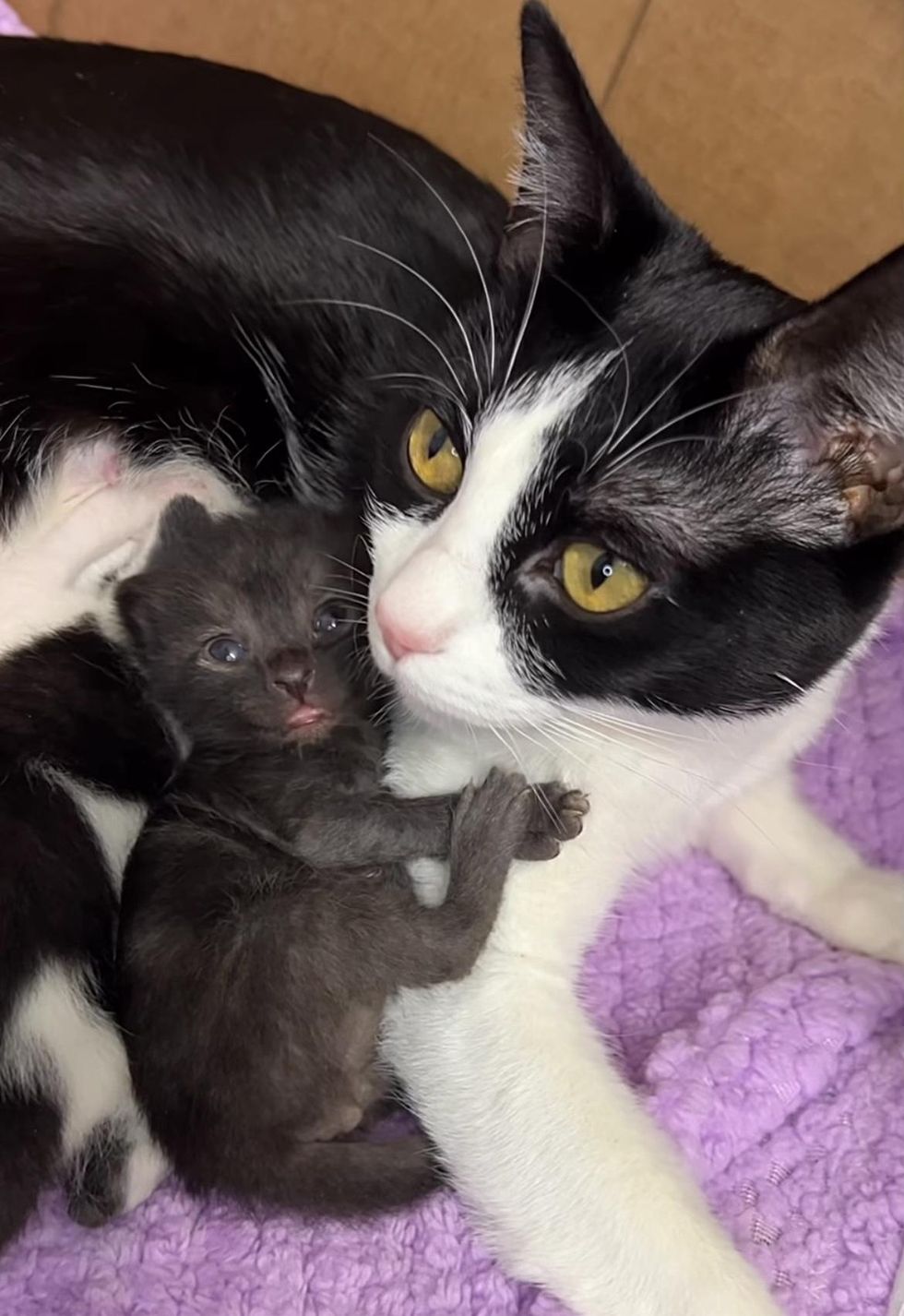 Cat Who was Once Misunderstood, Begins to Shine Knowing Her Kittens Can ...