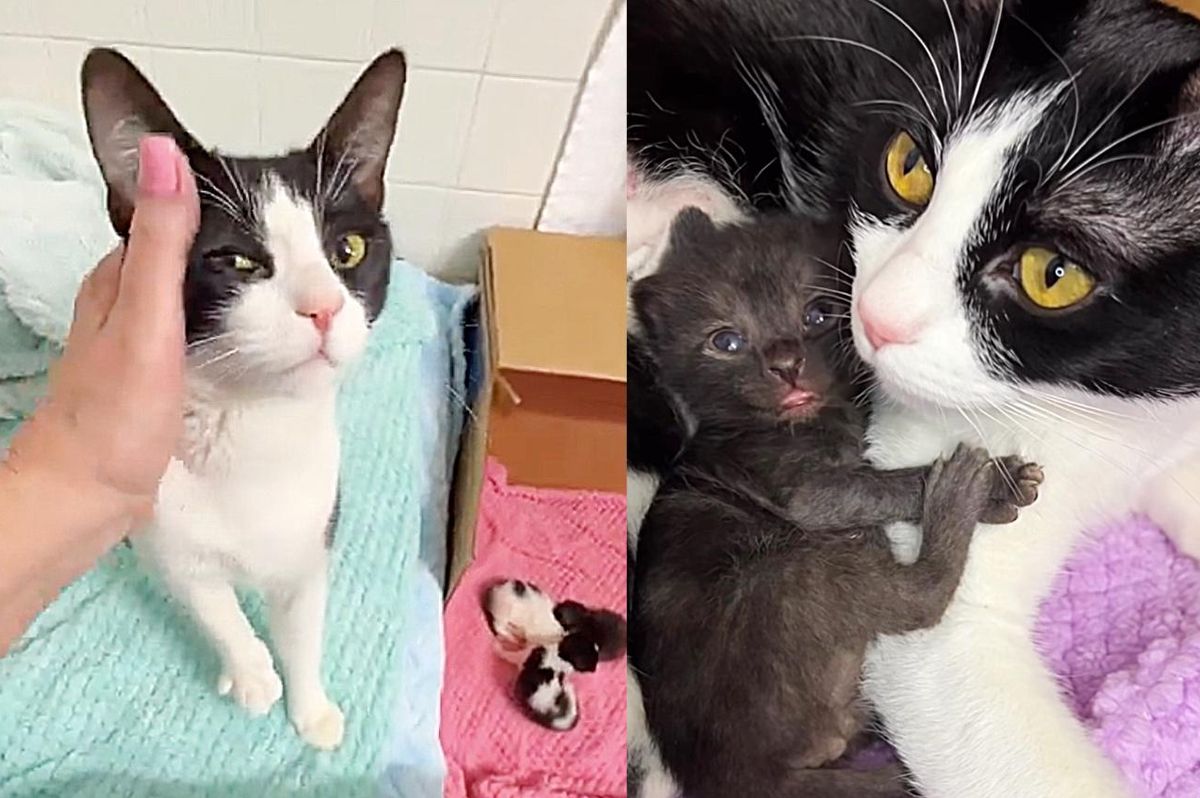 Cat Who was Once Misunderstood, Begins to Shine Knowing Her Kittens Can Now Have Full Lives