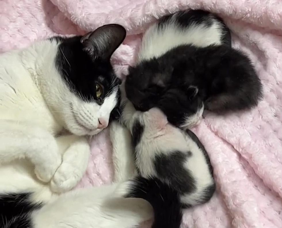 cat mom kittens