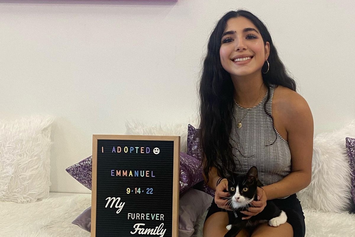 ‘Like speed dating of cats’ at Purr-fecto Cat Lounge