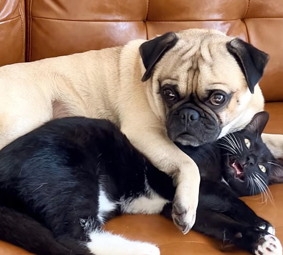 pug cuddles cat