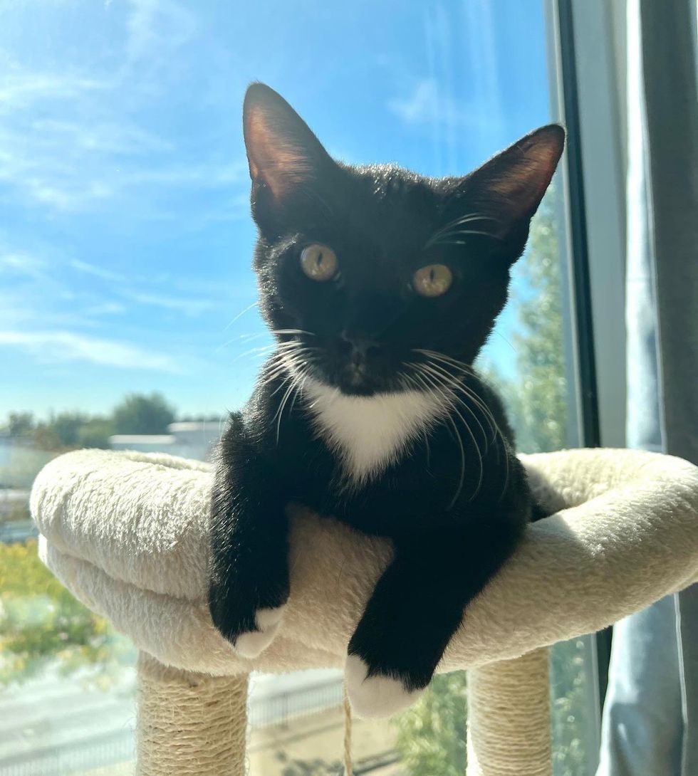 tuxedo kitten cat tree