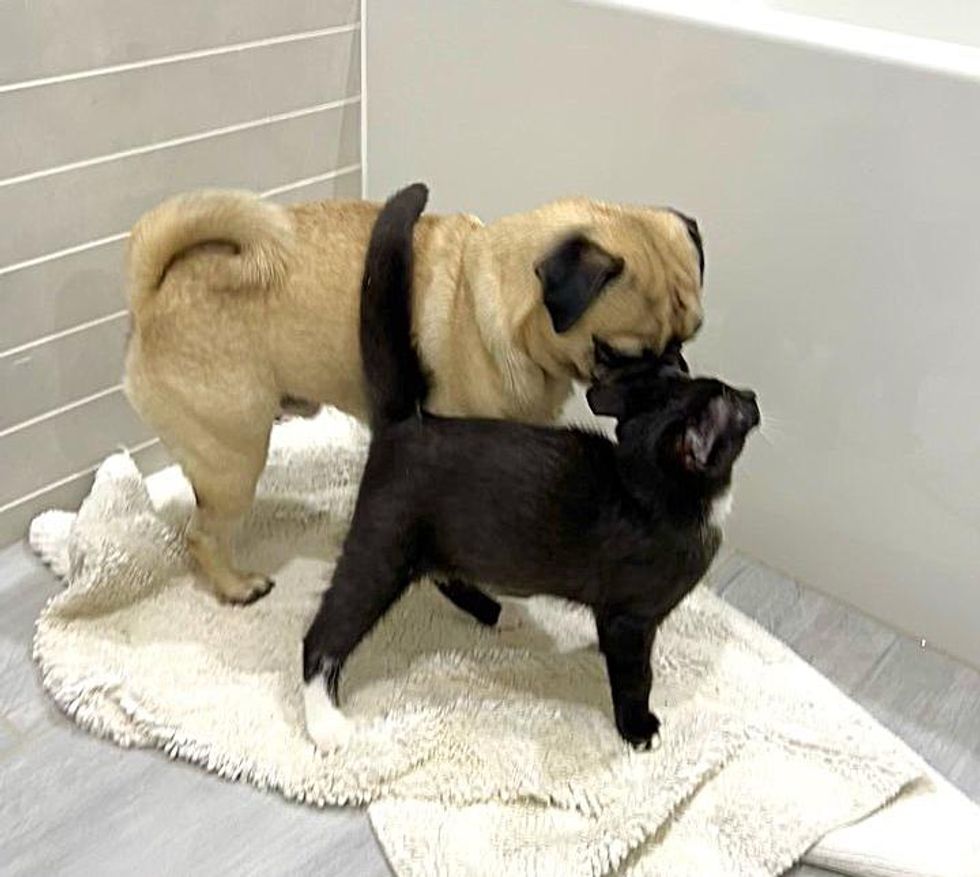 pug dog kitten friends