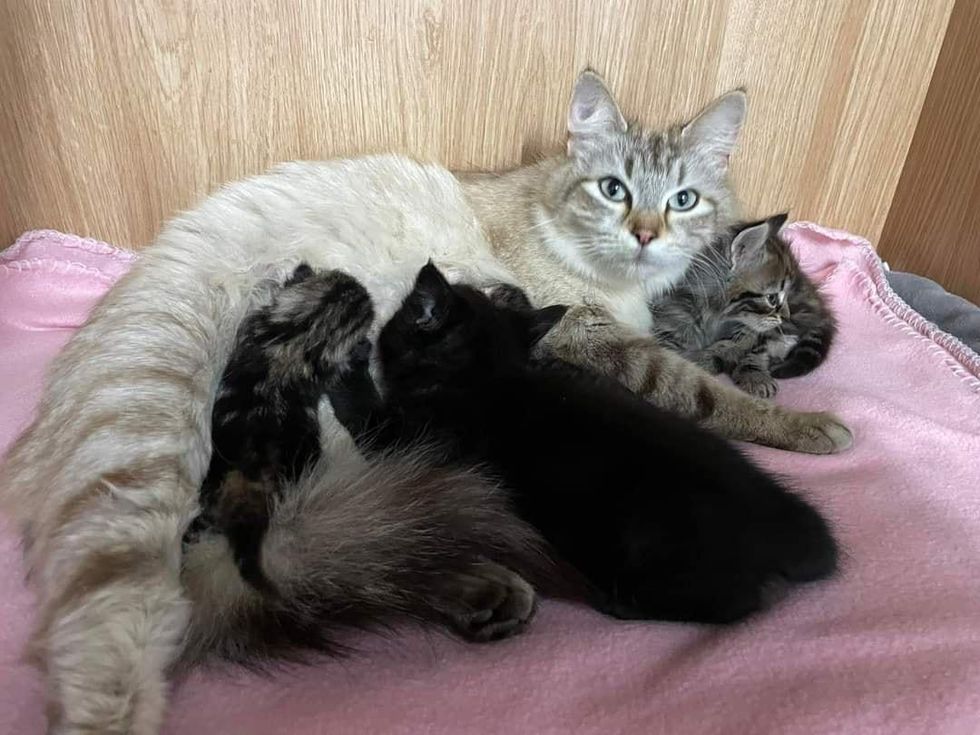 cat nursing kittens