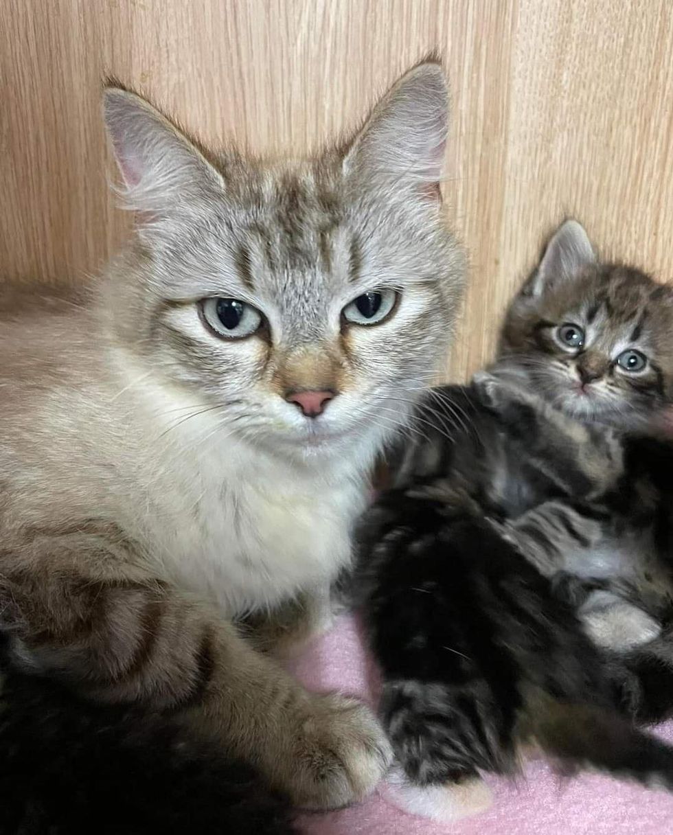 cat mom kittens