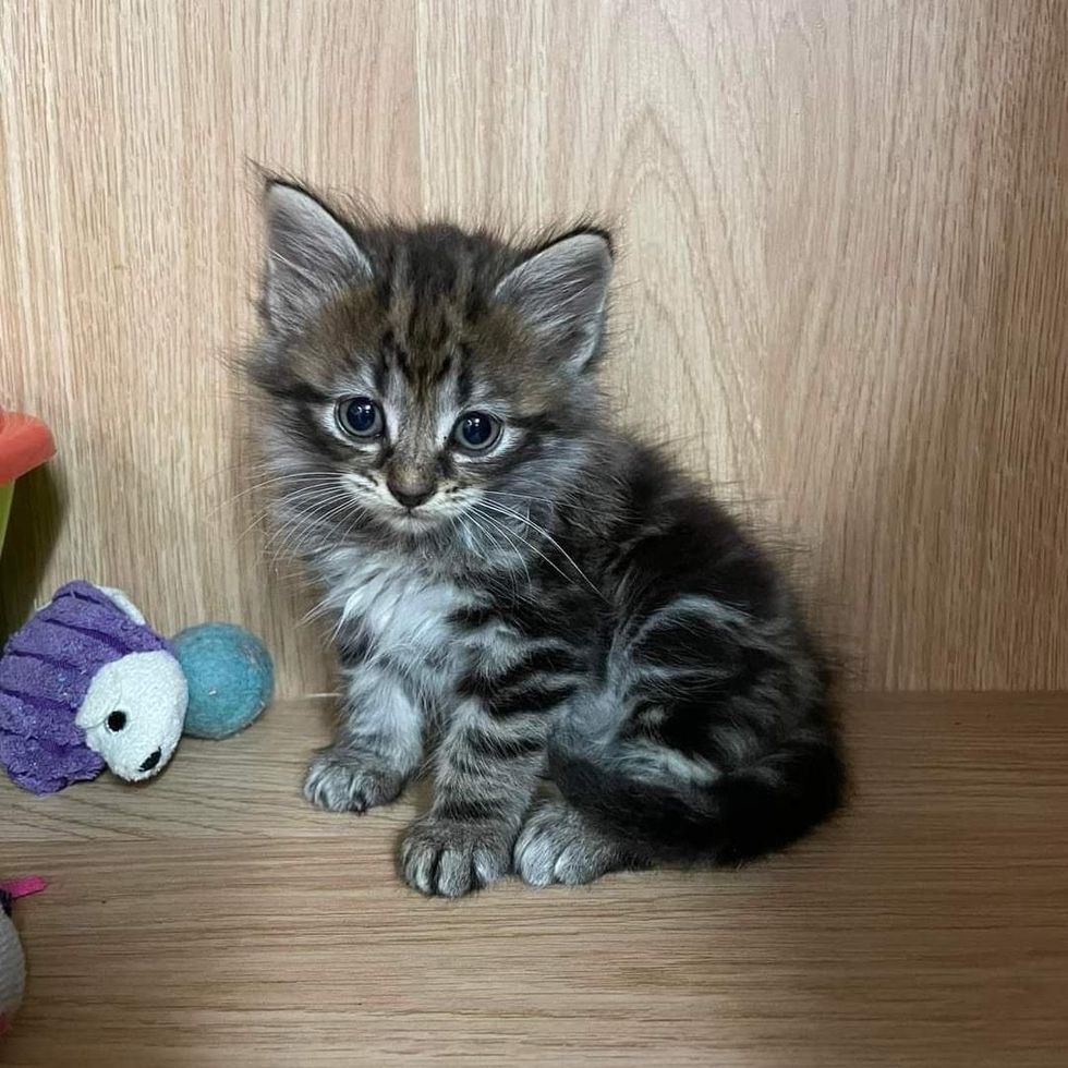 fluffy tabby kitten