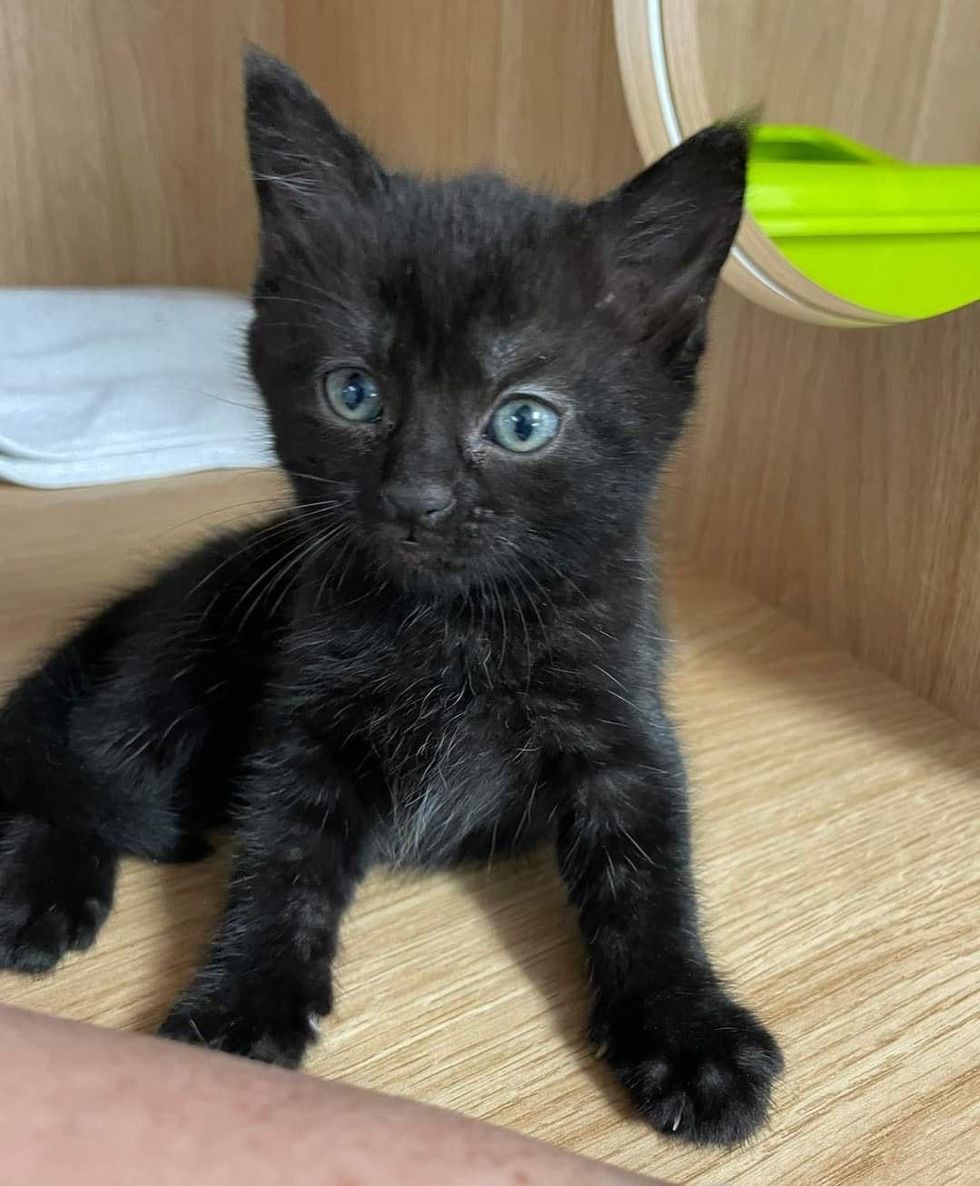 cute black kitten