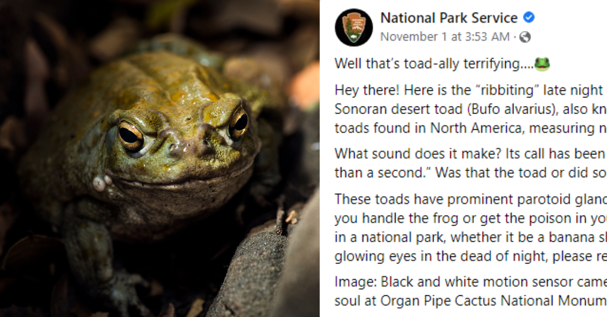 The National Park Service Is Now Begging Visitors To Stop Licking Psychedelic Toads—And Hoo Boy