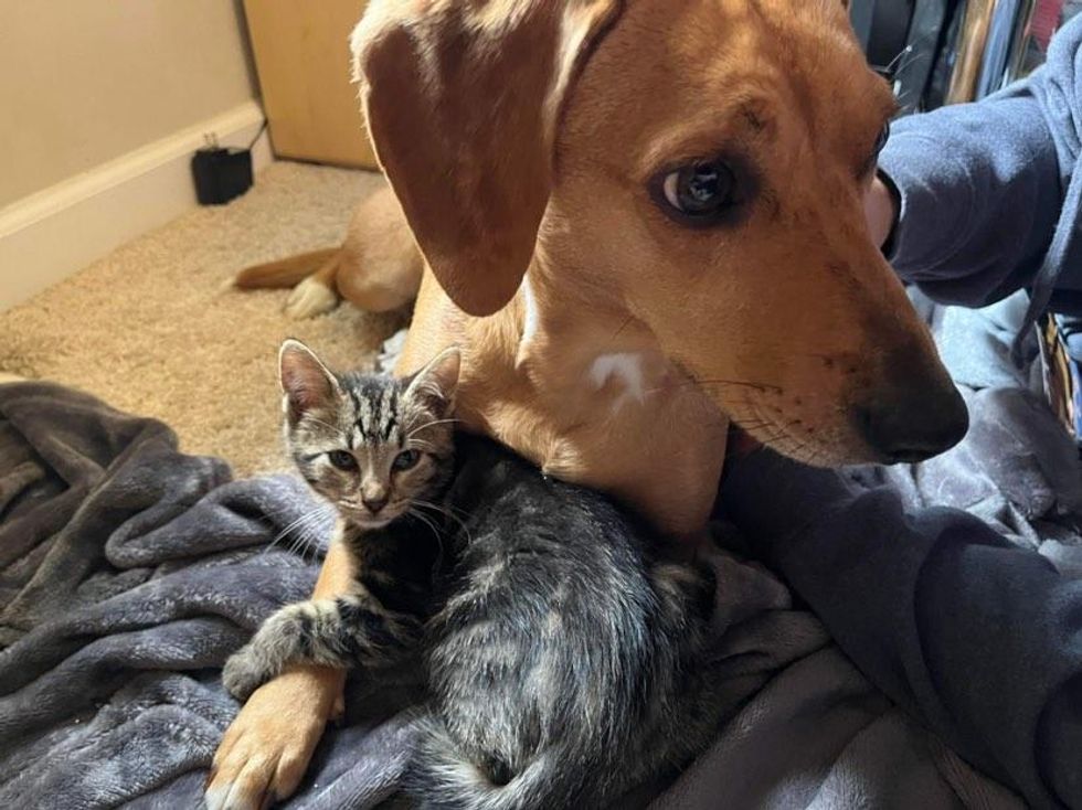 tabby kitten hugs dog