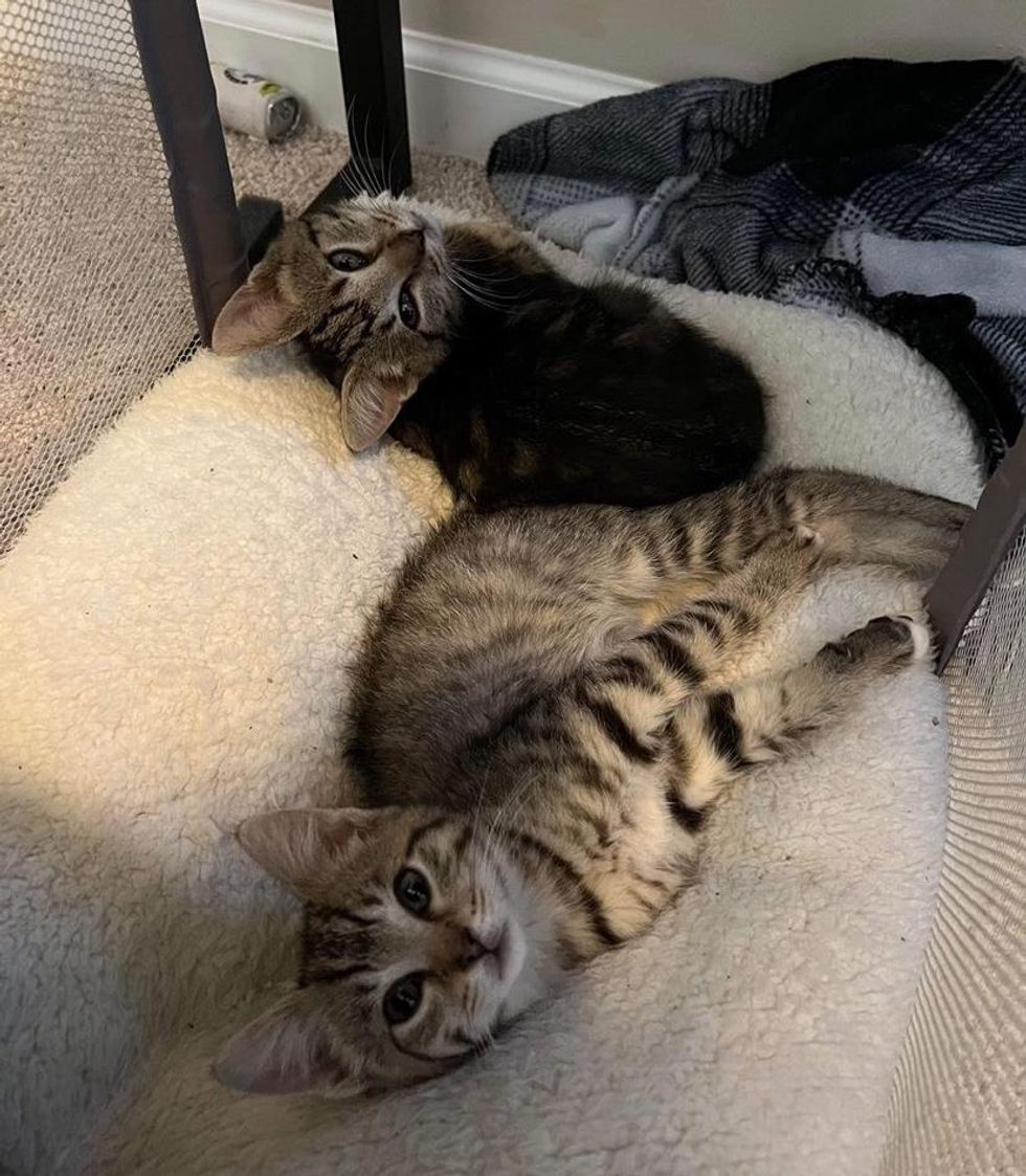 tabby kittens brothers