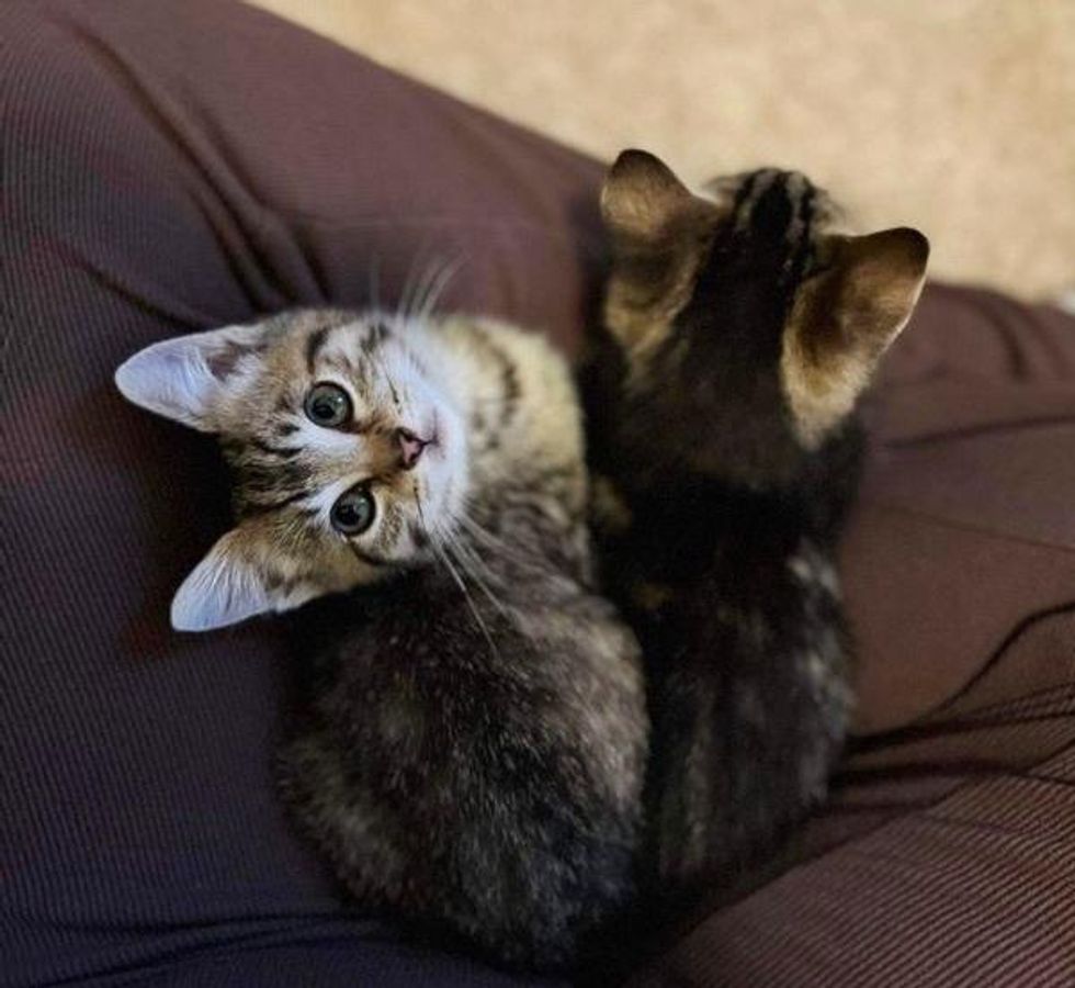 lap kittens snuggling