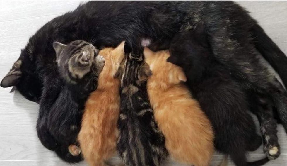 cat mom nursing kittens