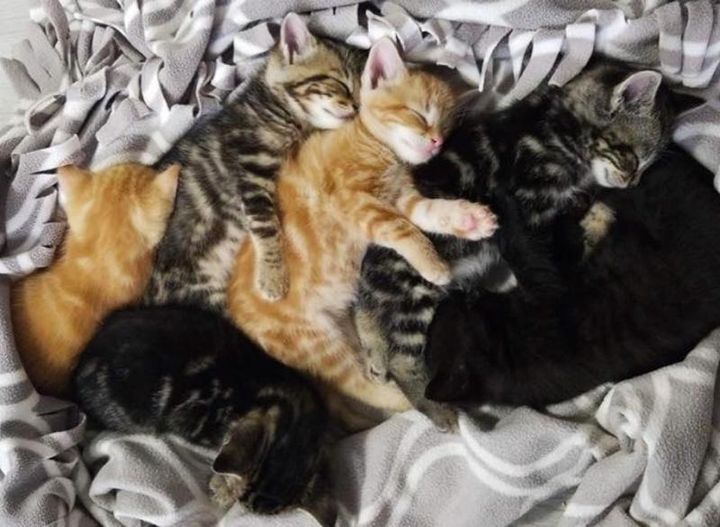 sleeping kittens cuddles