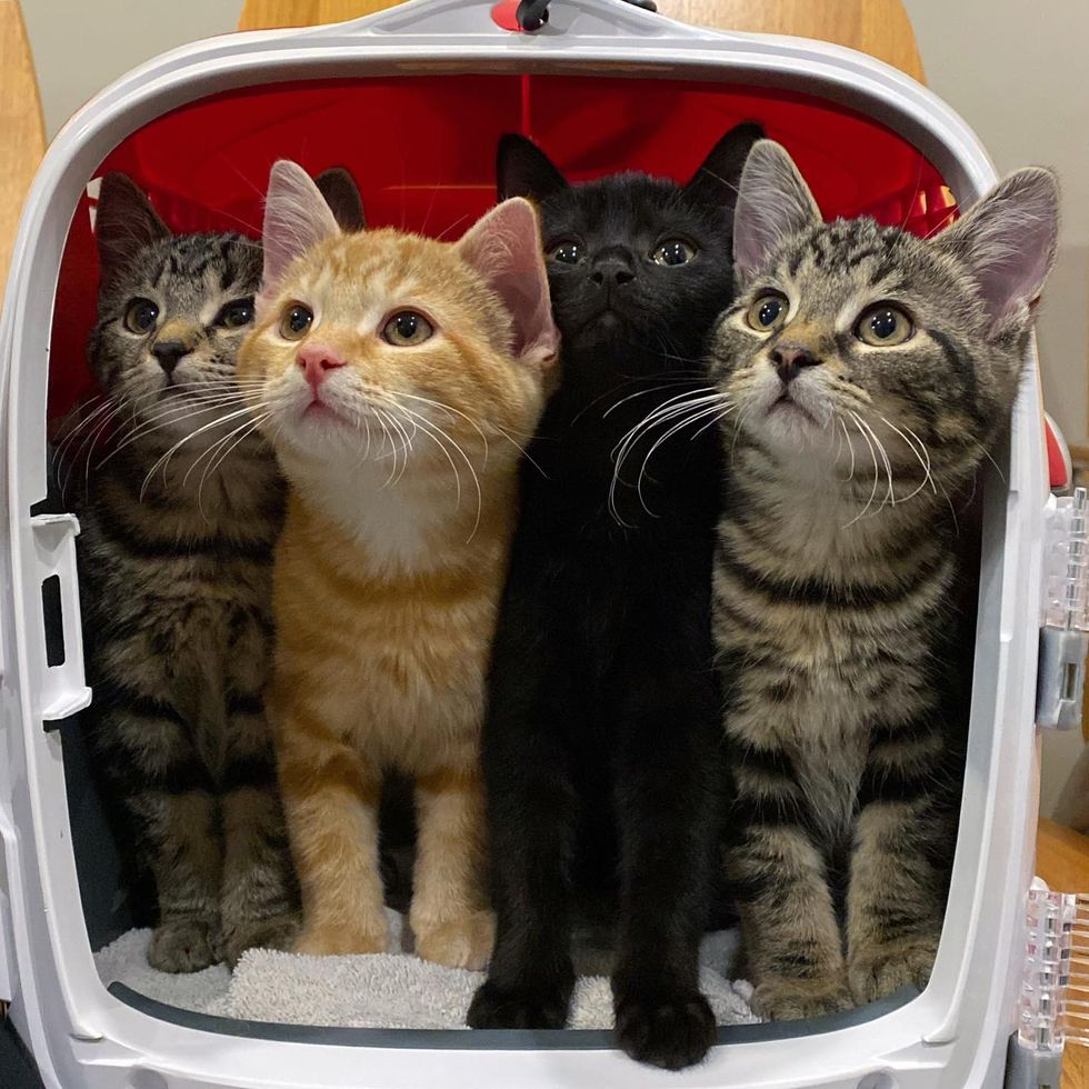 happy kittens siblings