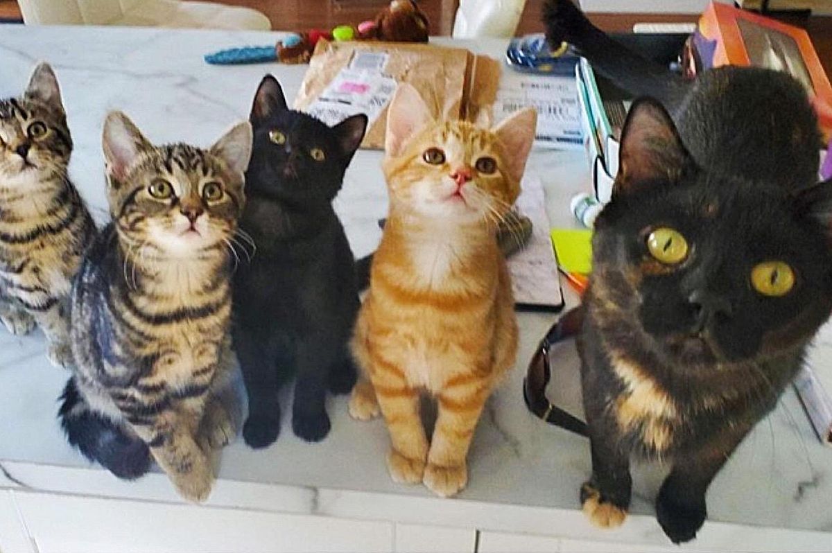 Cat Arrives at Someone's Home for Food and Decides to Lead Them to Her Kittens One Day