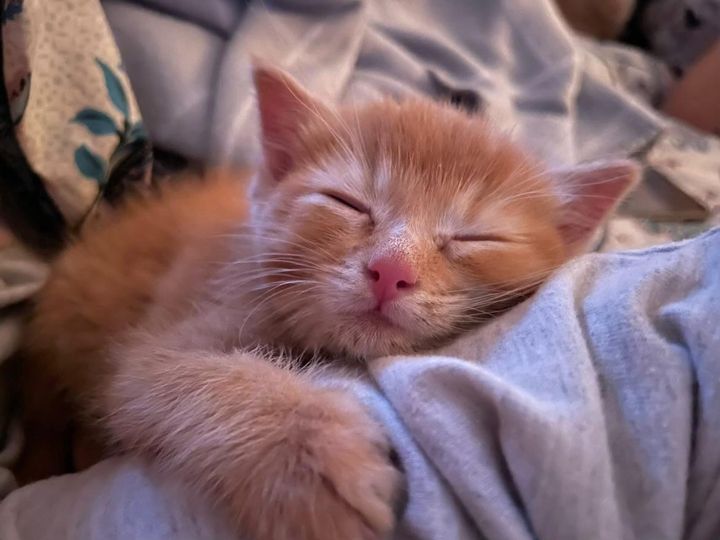 sleeping tabby kitten bobby