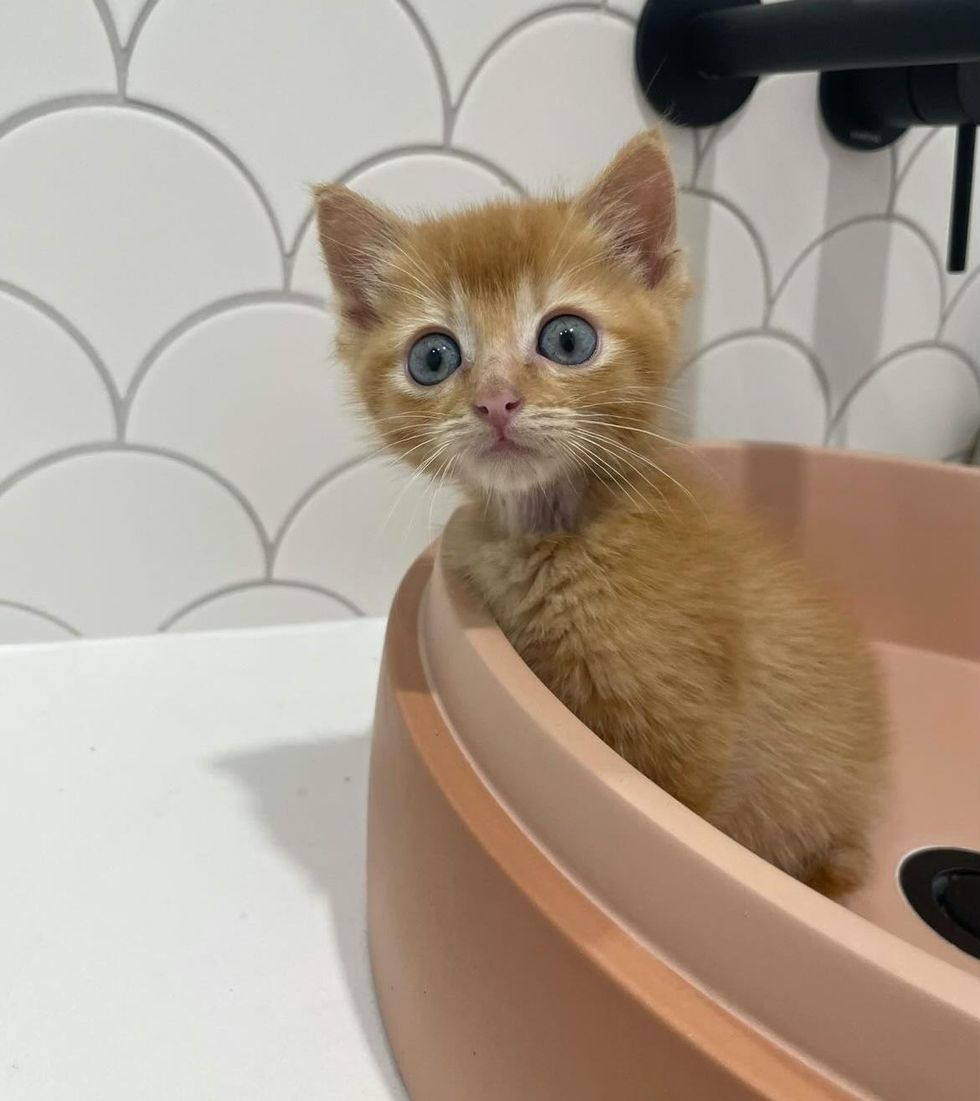 sweet orange kitten bobby