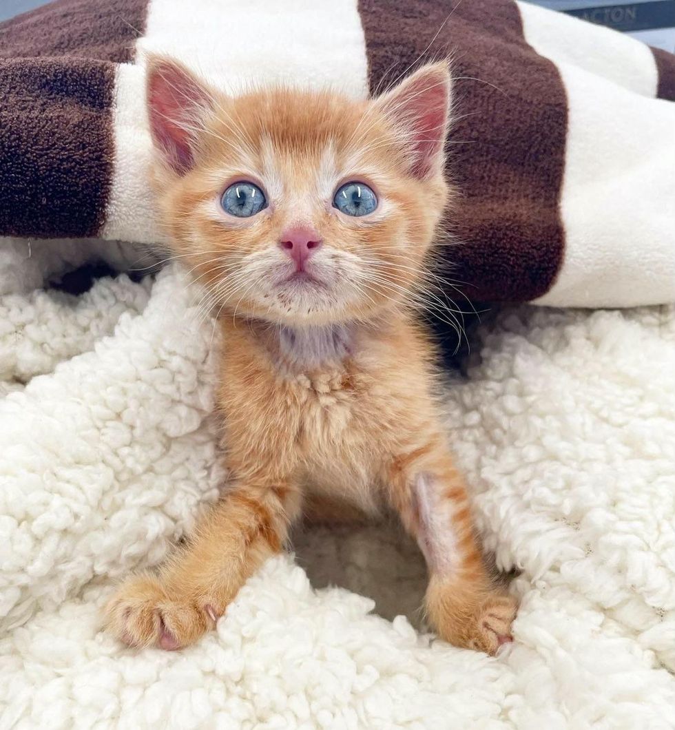 orange tabby kitten