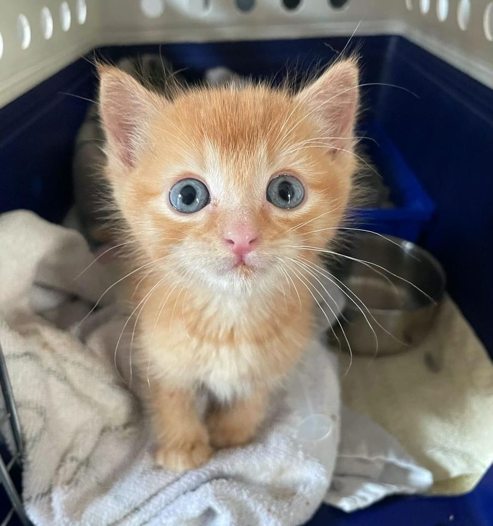 cute orange tabby bobby