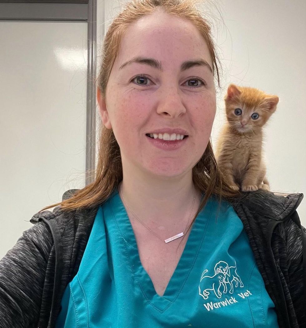 shoulder cat orange