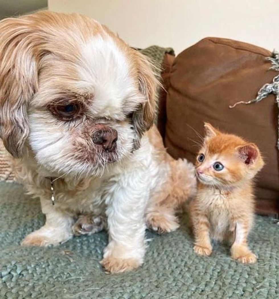 dog kitten friends