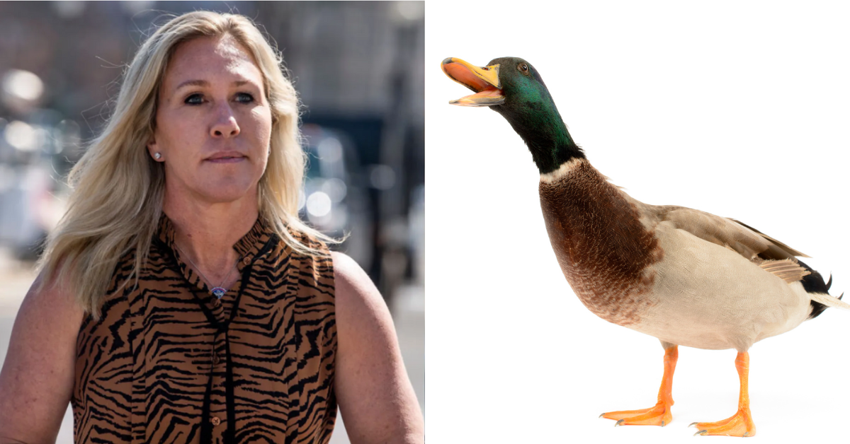 Marjorie Taylor Greene; a quacking Mallard duck