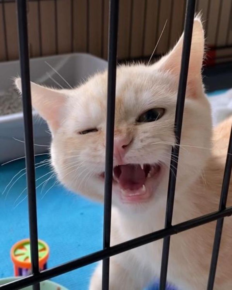 kitten crate rest