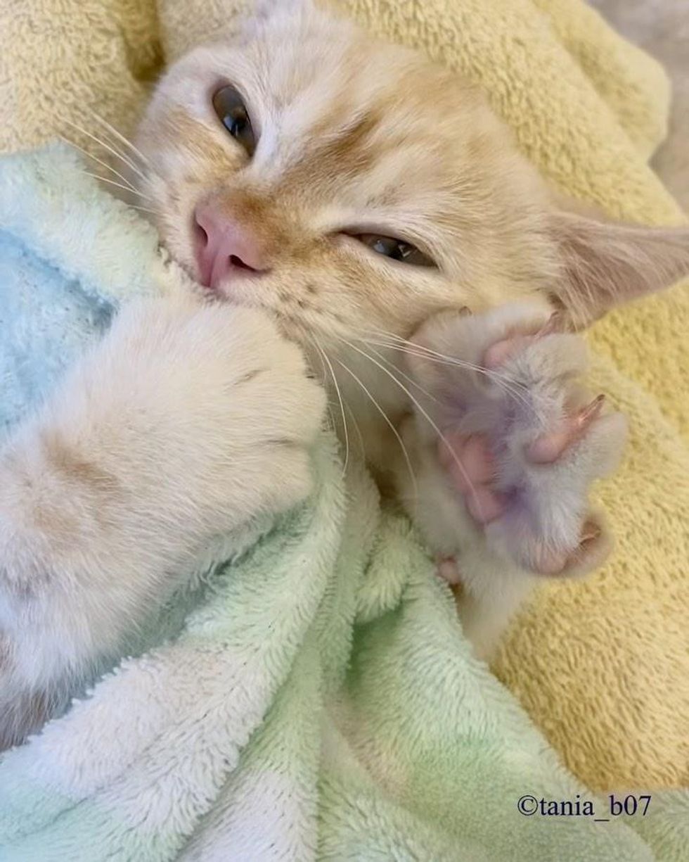 kitten suckling blanket