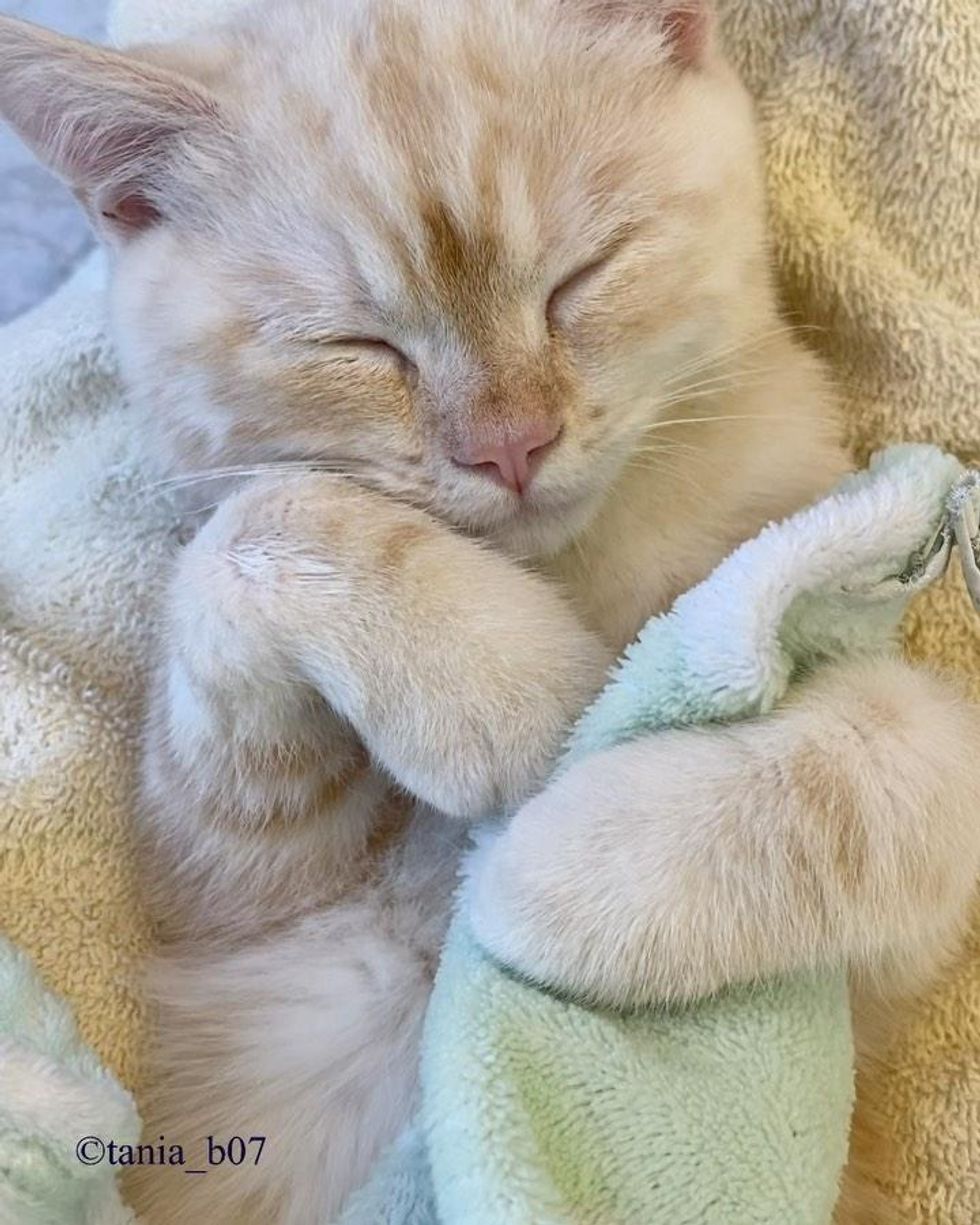 sleeping kitten blanket