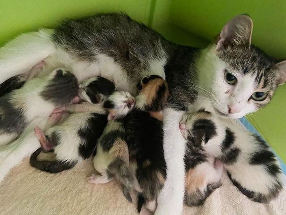 cat mom nursing kittens